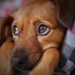 7 Common Foods Toxic To Dogs