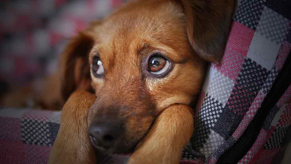 7 Common Foods Toxic To Dogs
