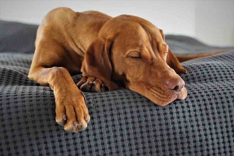 11 Symptoms Of Dog Poisoning + What You Need To Know To Save Your Dog