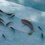 11 Amazing Aquaponics Benefits Plus 9 Disadvantages To Be Aware Of 12 Aquaponics Benefits And Advantages