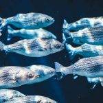 The Best Fish For Small Aquaponics & Backyard Farmers:  A Beginners Guide