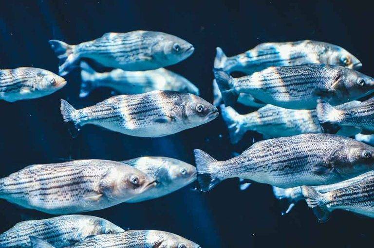 The Best Fish For Small Aquaponics & Backyard Farmers:  A Beginners Guide