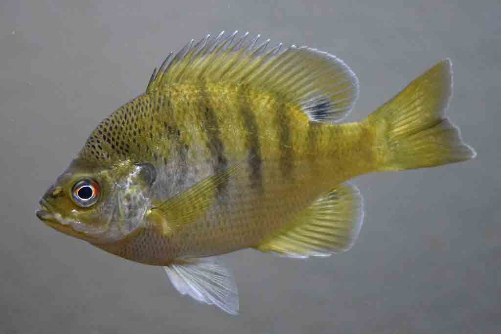 Best Fish For Small Aquaponics - Bluegill