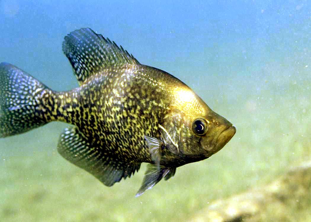 9 Best Fish For Small Aquaponics And Backyard Farmers