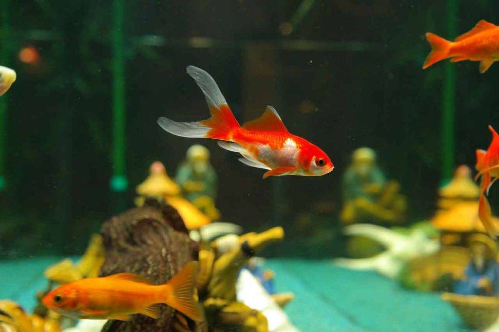 What Should A Child's First Pet Be? 11 Great Pets To Consider (That Aren't Cats Or Dogs)! 4 Goldfish - A Great Choice For A Child's First Pet