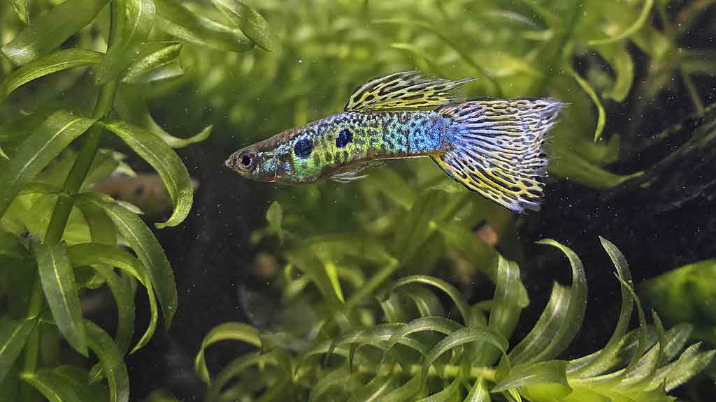 Best Fish For Small Aquaponics - Guppies