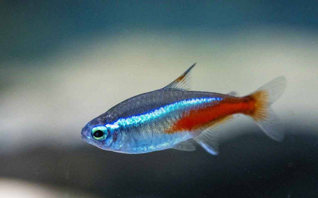 Best Fish For Small Aquaponics - Neon Tetra