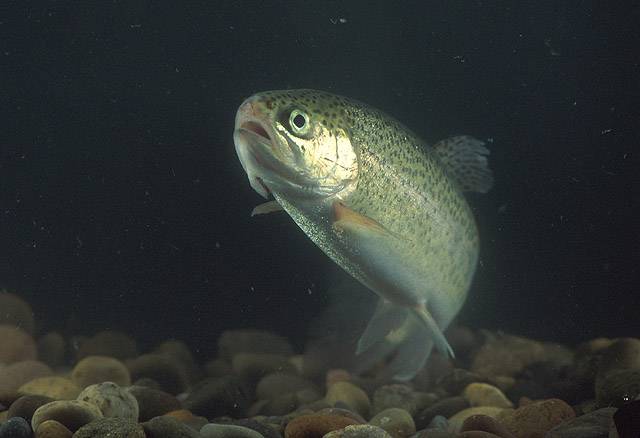 Best Fish For Small Aquaponics - Rainbow Trout