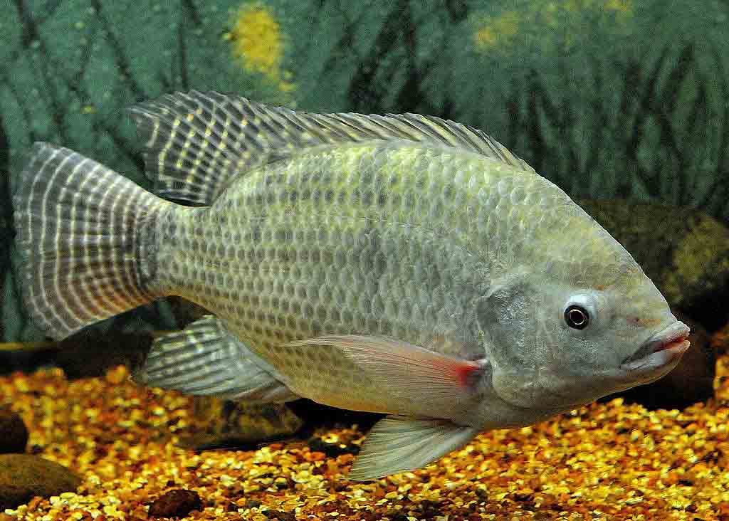 Best Fish For Small Aquaponics - Tilapia 