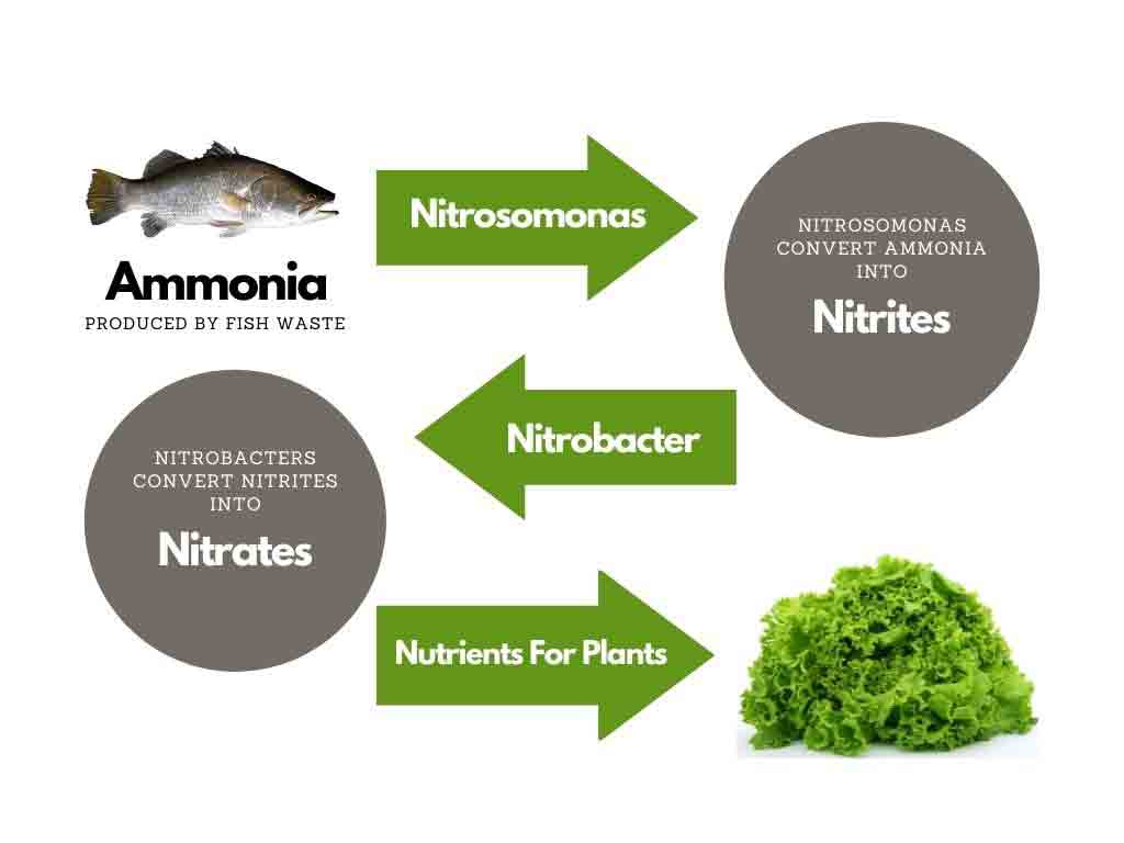 How Does Aquaponics Work Step By Step