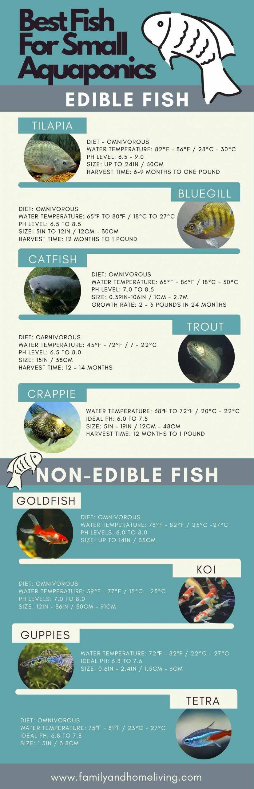 The Best Fish For Small Aquaponics & Backyard Farmers: A Beginners Guide 11 Infographic - The Best Fish For Small Aquaponics Systems - Edible and Non-Edible Fish