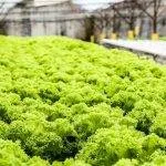 What Is Aquaponics & How Does Aquaponics Work? 11 What Is Aquaponics & How Does Aquaponics Work