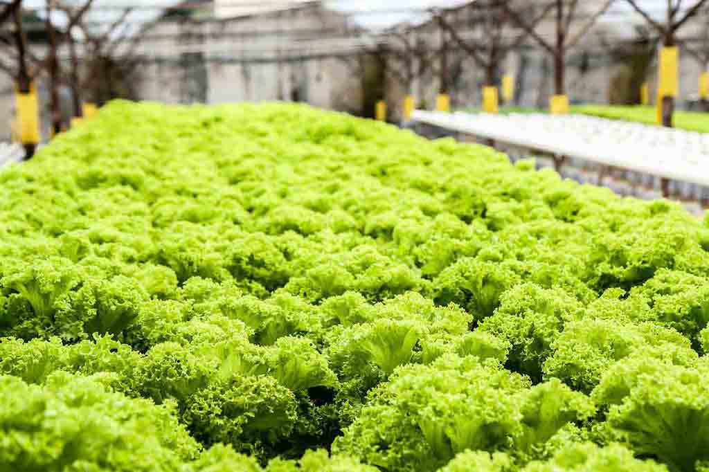 What Is Aquaponics & How Does Aquaponics Work?