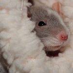 Rats As Pets For Children And Families