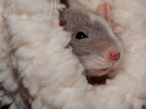 Rats As Pets For Children And Families