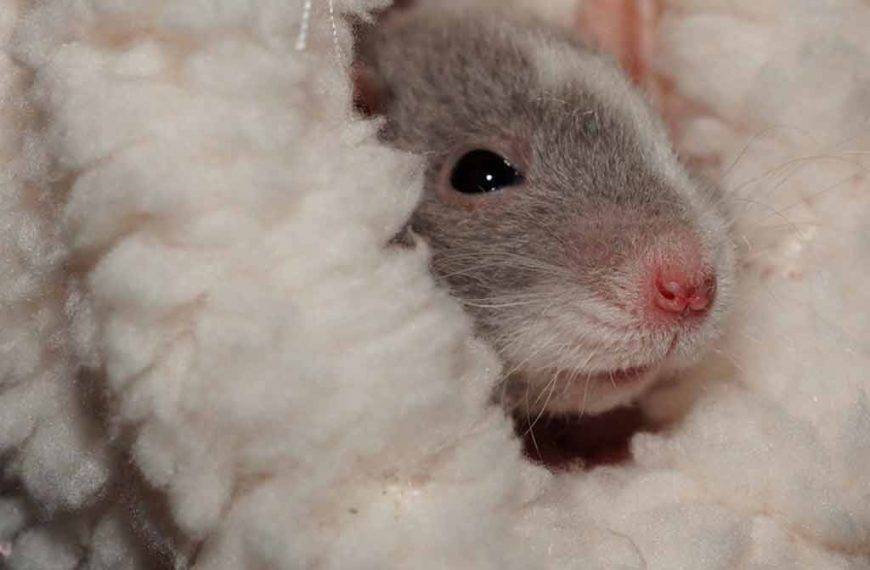 Ever Thought Of Keeping Rats As Pets? 25+ Helpful FAQs To Help You Decide