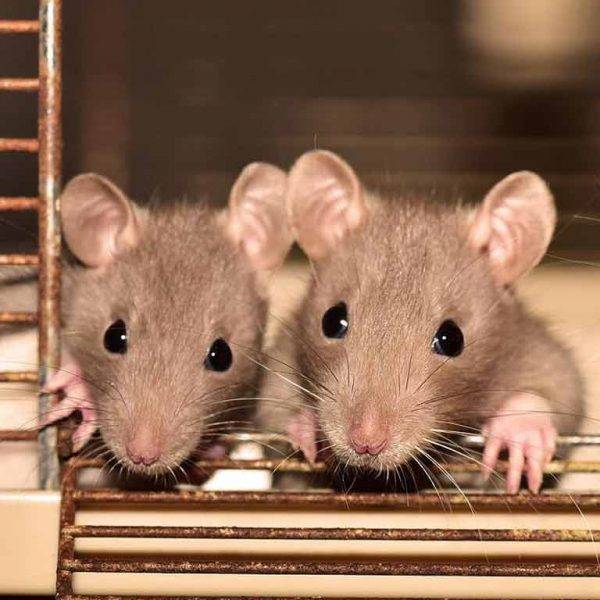 Rats As Pets - Accessories And Pet Rat Care Guide