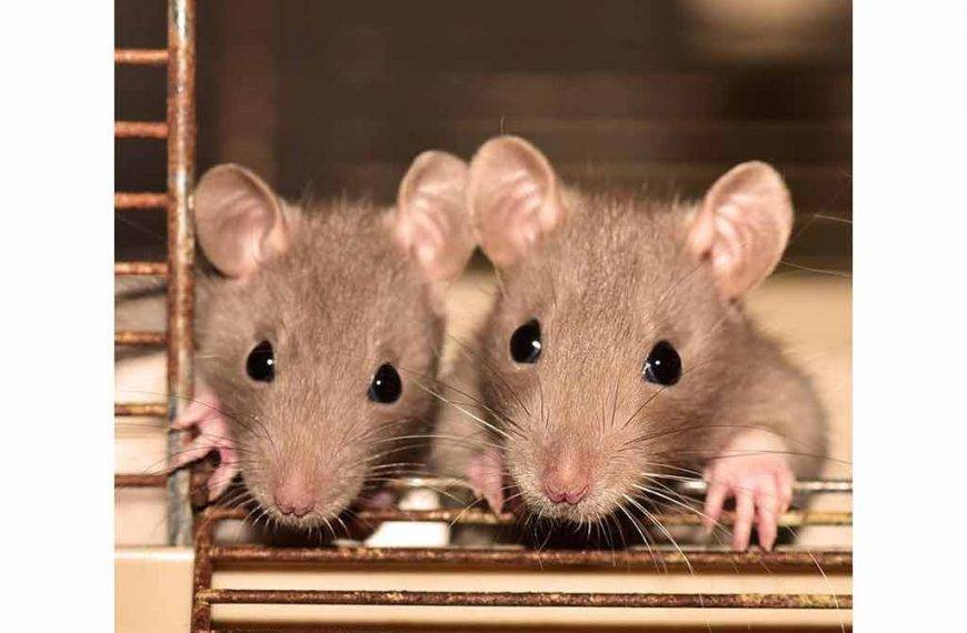 Rats As Pets - Accessories And Pet Rat Care Guide