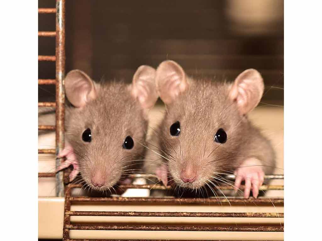 Adopting a Pet Rat: Accessories + Care Guide For Keeping Rats As Pets