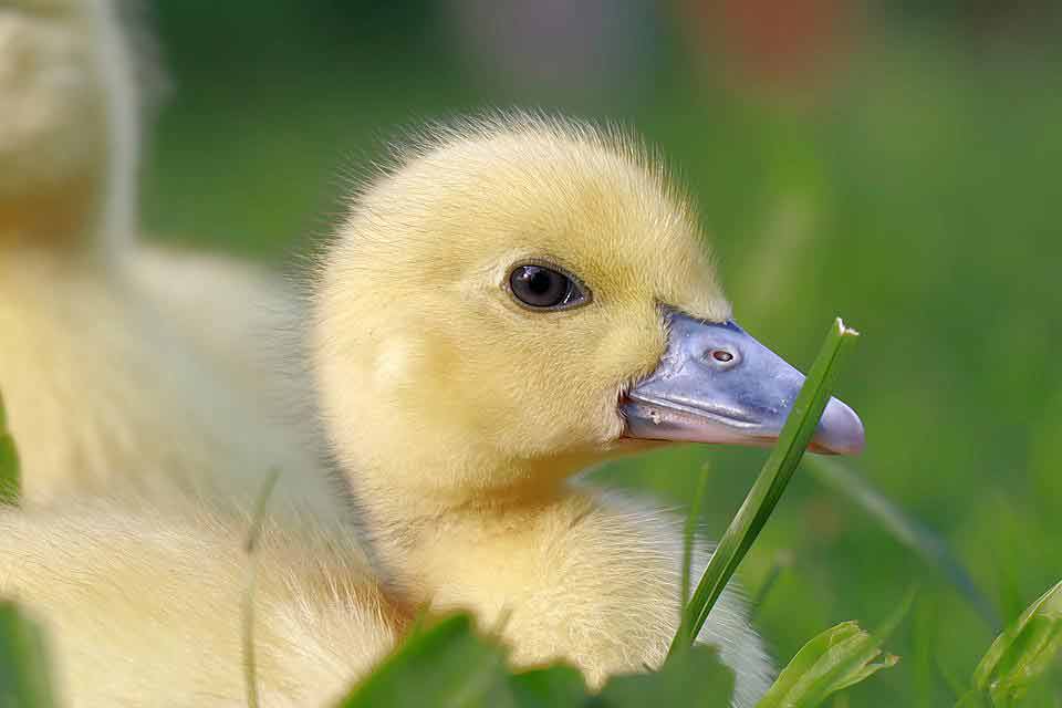 A Normal Duckling