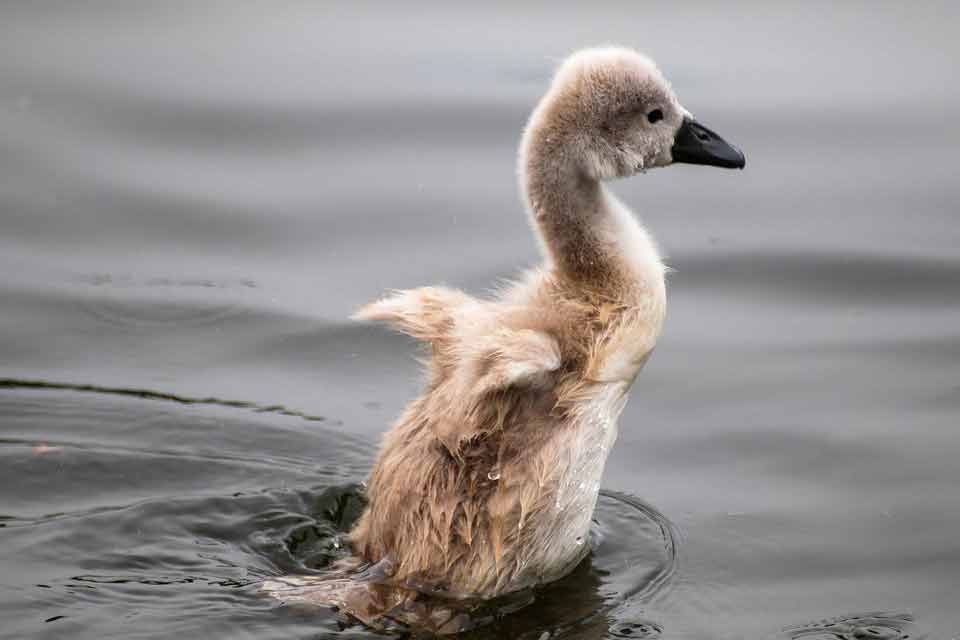 A Swan Duckling - Why Everyone Though The Duckling Was Ugly