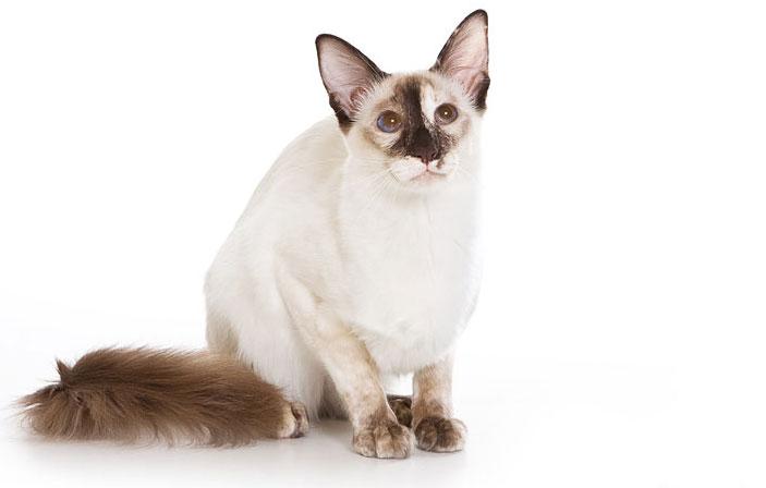 The Balinese cat is a hypoallergenic cat that has longer fur