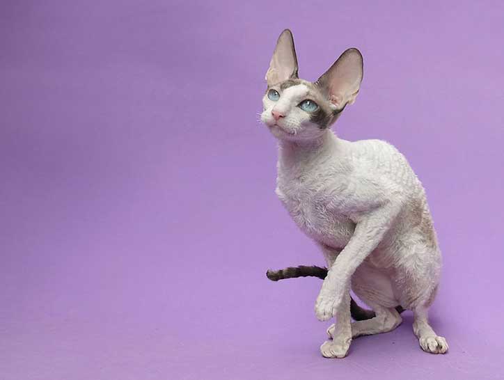 The Cornish Rex is perfect for people who have allergies because it doesn't shed lots of fur