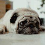 Gabapentin For Dog Anxiety – 5 Precautions You Need To Know About