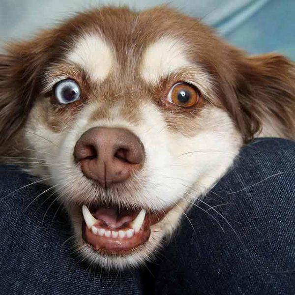 Pets to consider if you are allergic to animals but still want a pet
