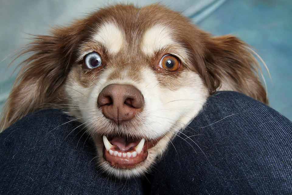 Are Your Kids Allergic To Animals But Still Want A Pet? 7 Awesome Pets To Consider