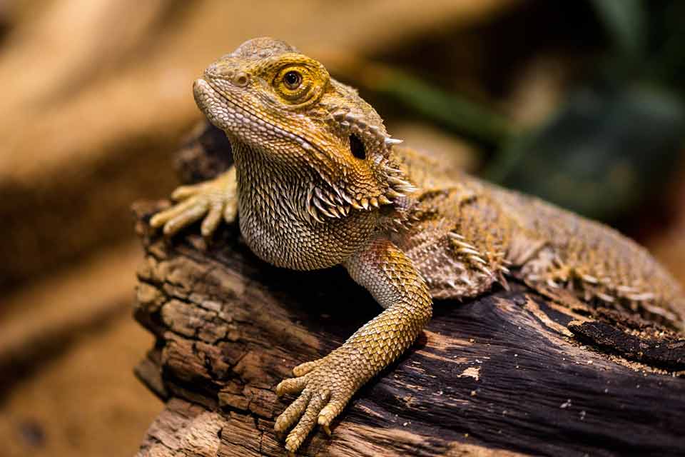 Bearded Dragon - Reptiles don't have fur so they are far less likely to cause allergies