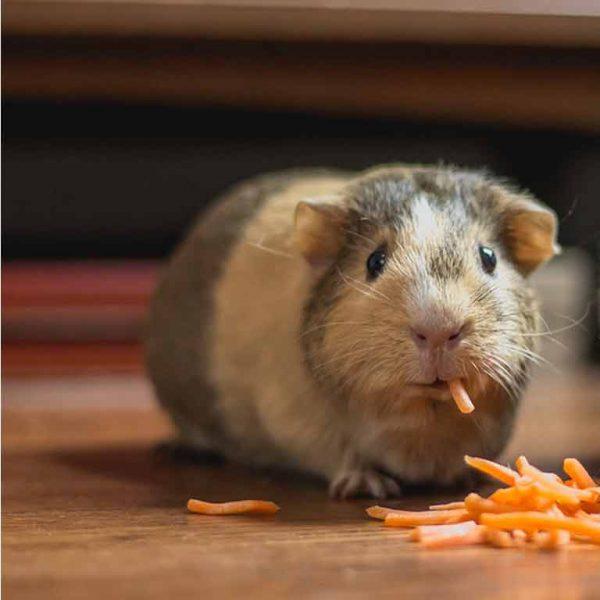 What Should A Child's First Pet Be? Guinea Pig Eating Carrots