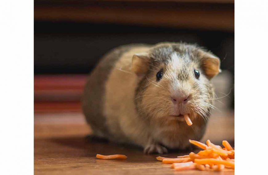 What Should A Child's First Pet Be? Guinea Pig Eating Carrots