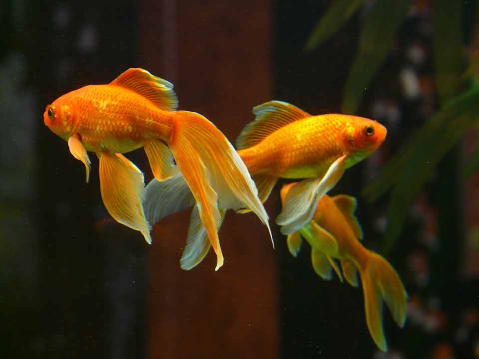 Veil Tail Goldfish - Fish are the safest pet for people who suffer from allergies