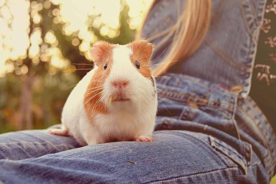 Guinea pigs are friendly affectionate pets that are a good choice for people who suffer from allergies