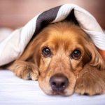 Steps To Help A Dog Who Has Anxiety