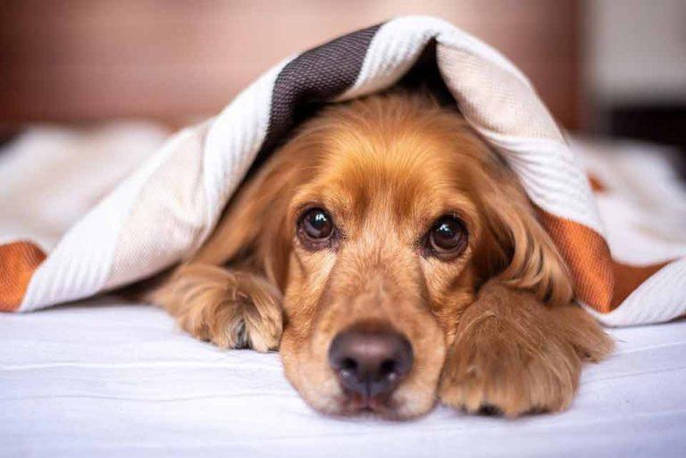 10 Steps To Calm & Help A Dog With Anxiety Symptoms