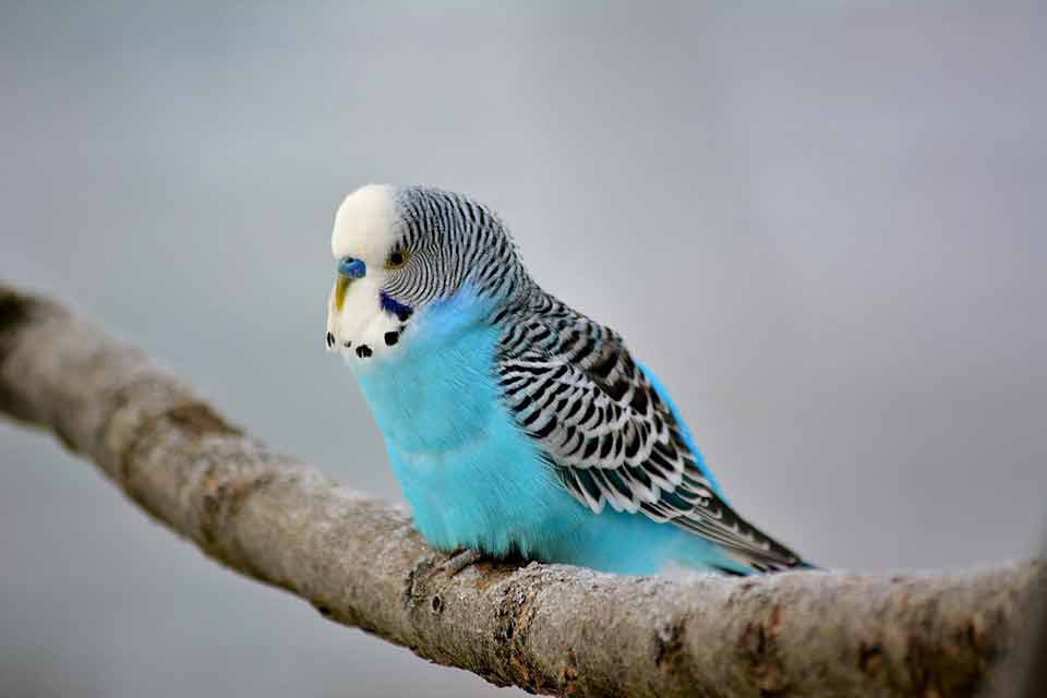 Are Your Kids Allergic To Animals But Still Want A Pet? 7 Awesome Pets To Consider 12 Birds are another great choice for people who have allergies but still would like a pet