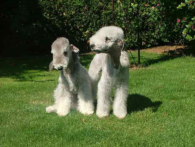 Bedlington Terrier - Hypoallergenic dog that is good for people with allergies to pets