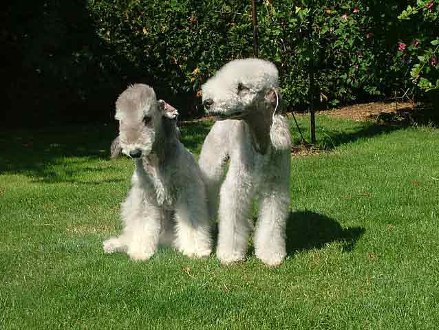 Are Your Kids Allergic To Animals But Still Want A Pet? 7 Awesome Pets To Consider 3 Bedlington Terrier - Hypoallergenic dog that is good for people with allergies to pets