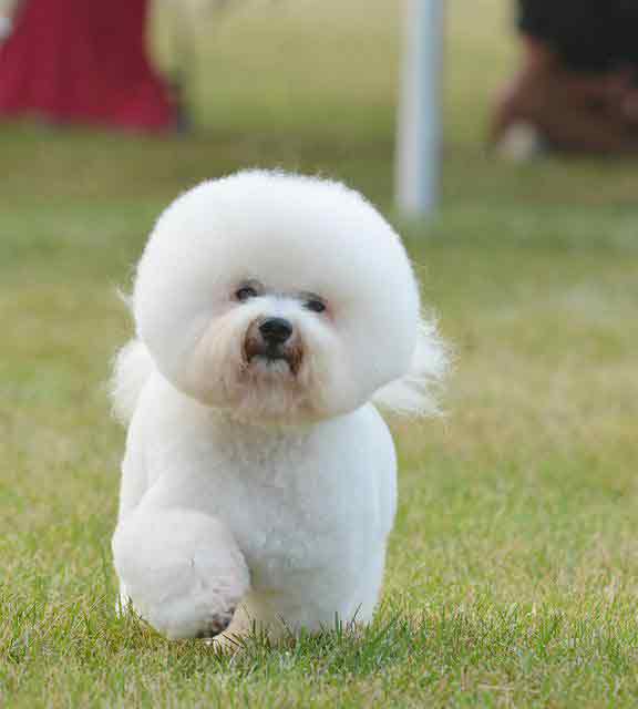 Bichon Frise - Low-shedding dog perfect for people with allergies to fur