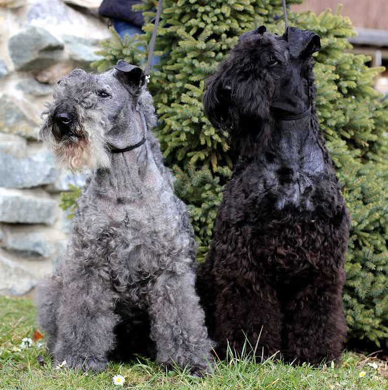 Are Your Kids Allergic To Animals But Still Want A Pet? 7 Awesome Pets To Consider 5 Kerry Blue Terrier - Hypoallergenic dog
