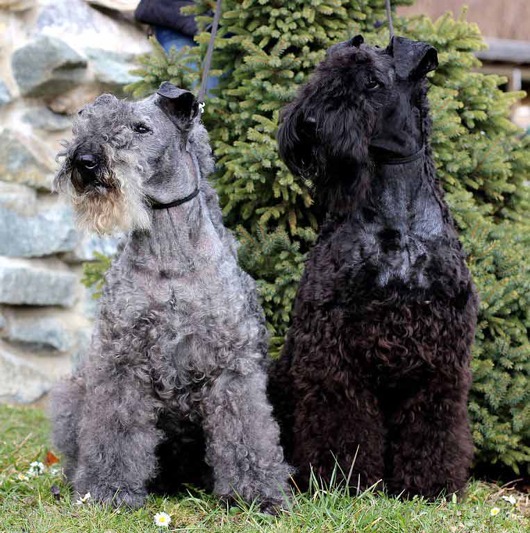 Kerry Blue Terrier - Hypoallergenic dog