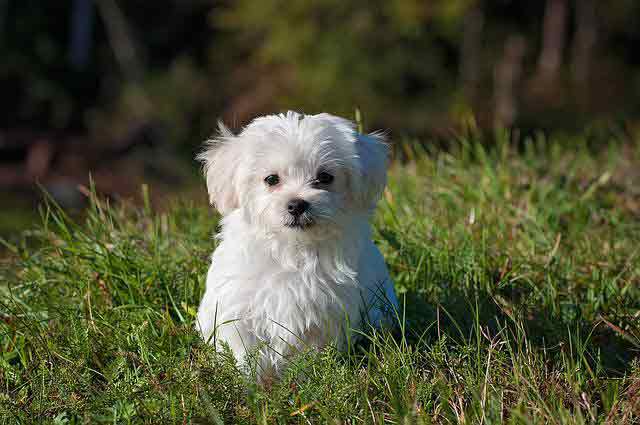 The Maltese is a non-shedding dog, the perfect pet for people with allergies