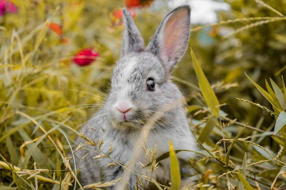 Rabbits have been found to be a good pet choice for people who have allergies