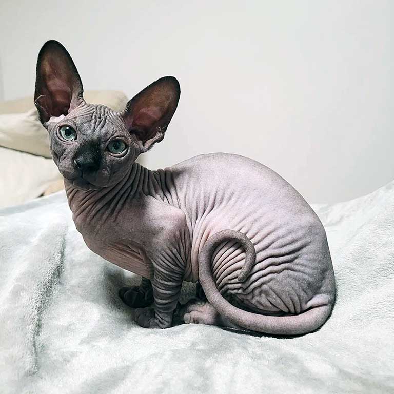 The Sphynx cat has little to no hair so it is a good option for people who get allergies but still want a pet