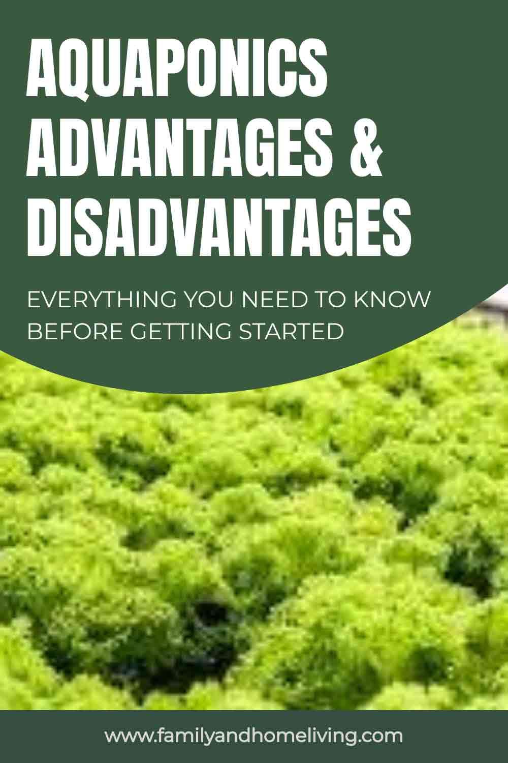 advantages and disadvantages of aquaponics Pinterest pin