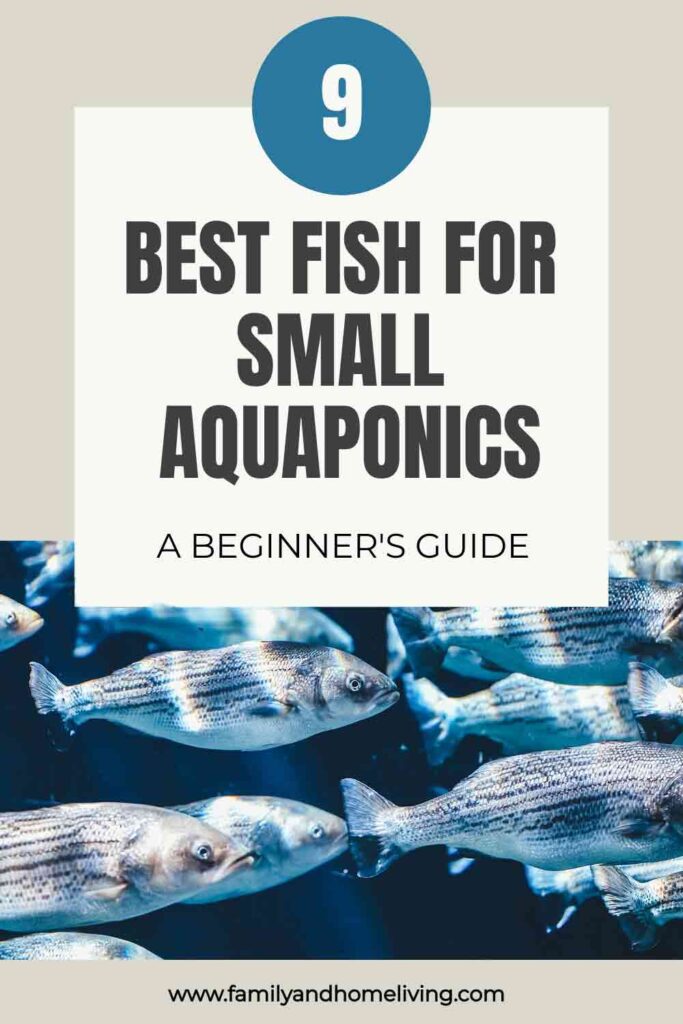 The Best Fish For Small Aquaponics & Backyard Farmers: A Beginners Guide 2 Aquaponics fish Pinterest Pin