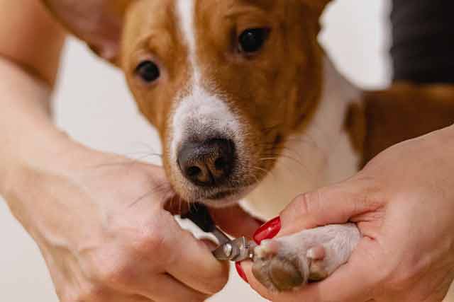 21 Pawsome Small Business Ideas For People Who Love Dogs & Pets 3 Dog getting his nails clipped