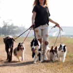 Pet business ideas header image